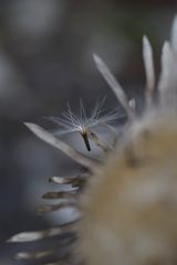 Fallschirm und Silberdistel