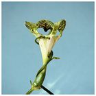 Fallschirmblume - Ceropegia sandersonii