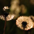 "Fallschirmchen" im Gegenlicht