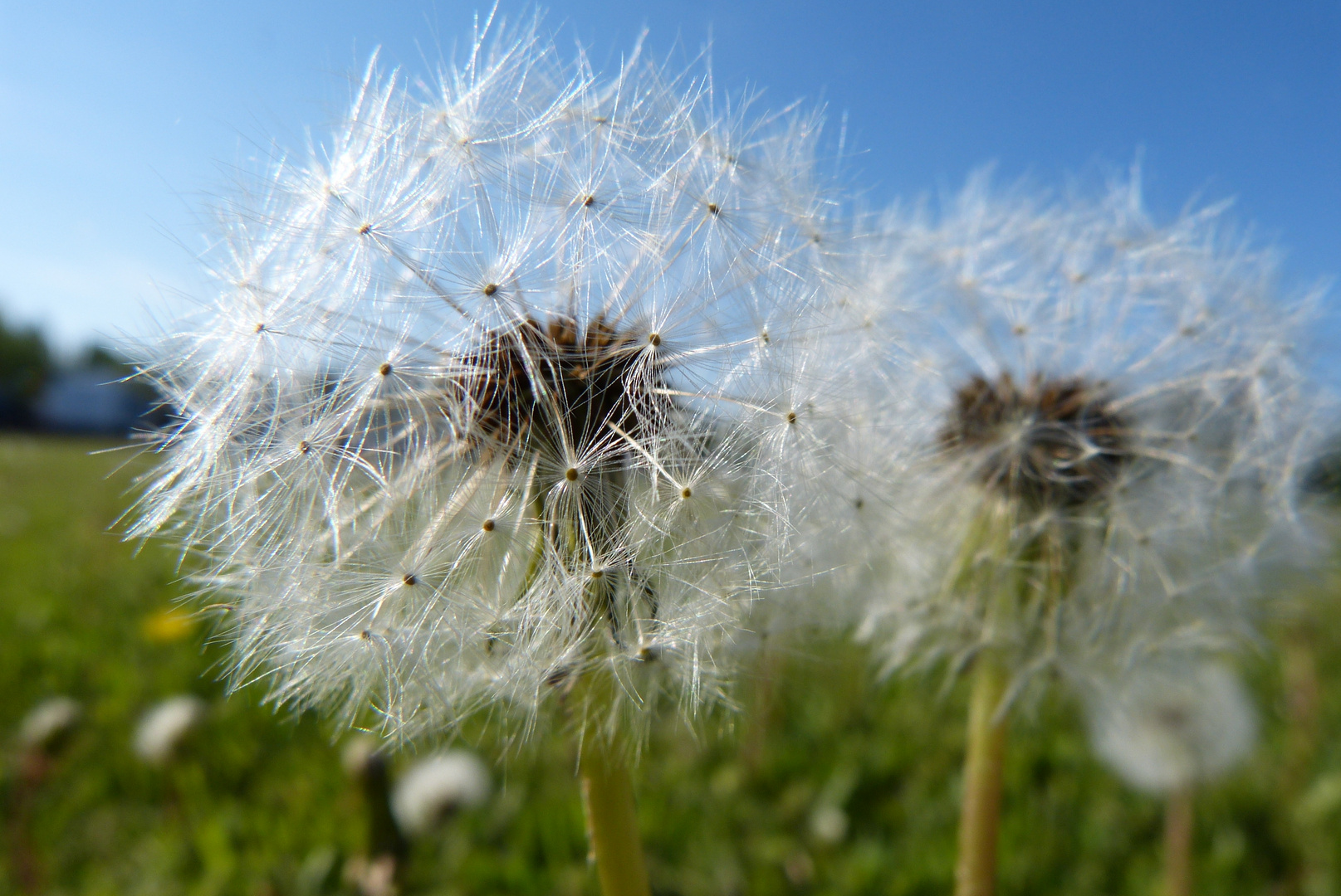 Fallschirme der Natur