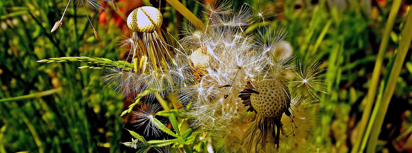 Fallschirme (parachutes)