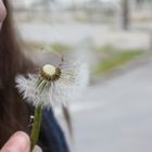 Fallschirme. Vom Wind getragen um das Leben zu entfachen.