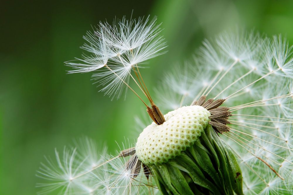 Fallschirme warten auf den Wind