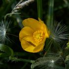 Fallschirmlandung auf weicher Blüte