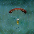 Fallschirmspringer im Spinnennetz