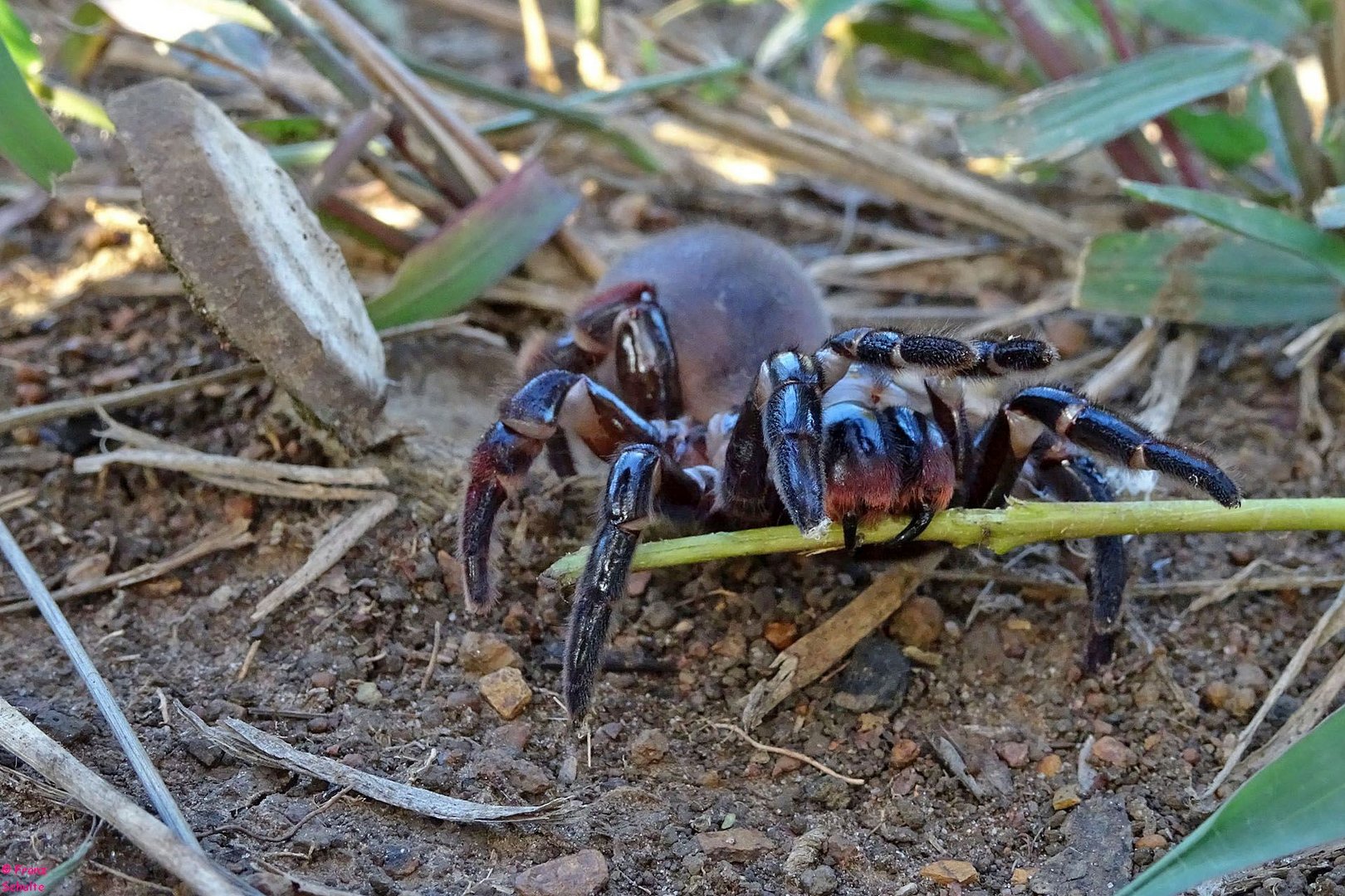 Falltür-Spinne