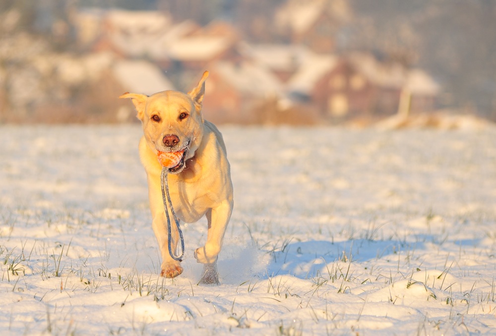 Falok im Schnee