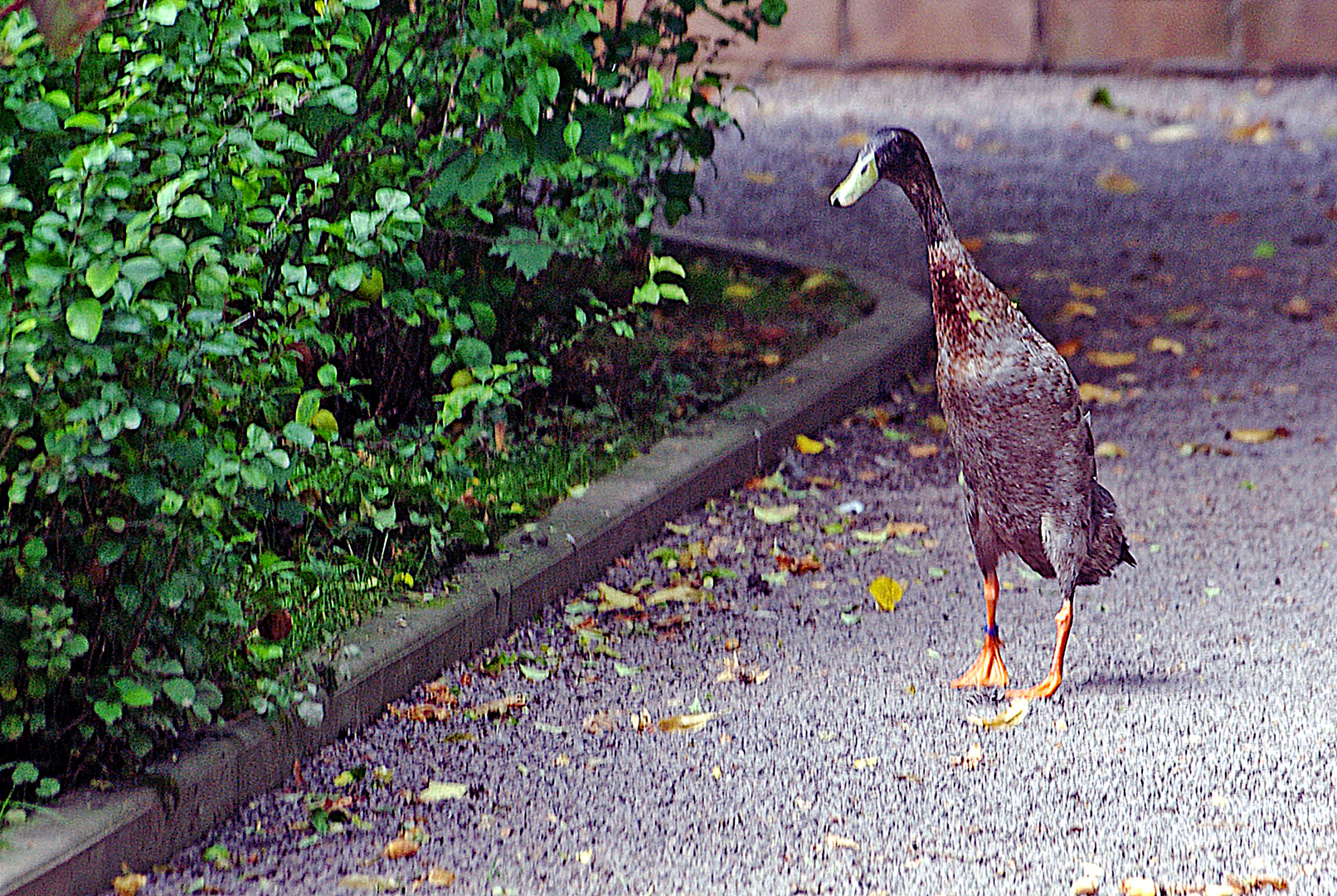 Falsch abgebogen