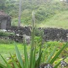 Falsch Betitelt... aus unwissenheit Agave americana