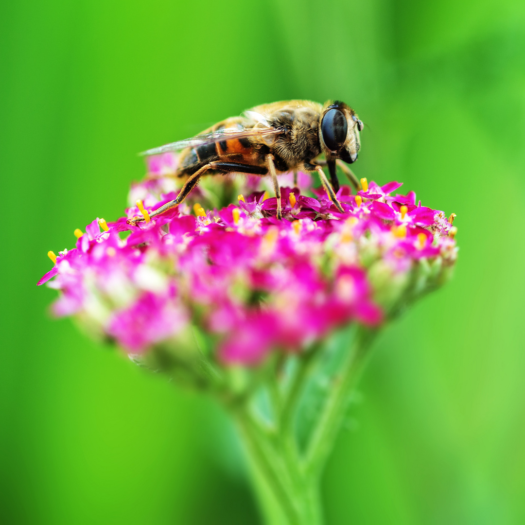 Falsche Biene auf pinker Schafgarben-Blüte