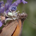 falsche blüte II