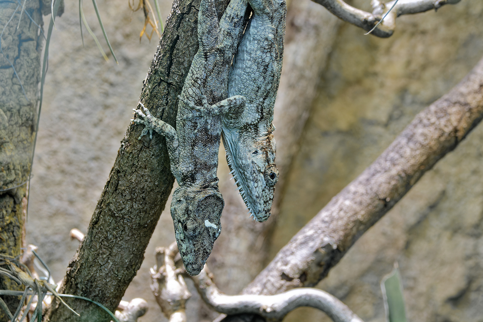 Falsche Chamäleons (Western Bearded Anole - Anolis Barbatus)