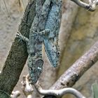 Falsche Chamäleons (Western Bearded Anole - Anolis Barbatus)