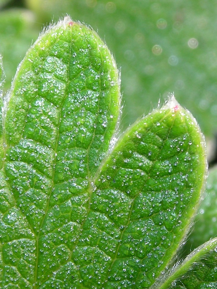 Falsche Erdbeere - auch genannt: Scheinerdbeere (Duchesnea indica)