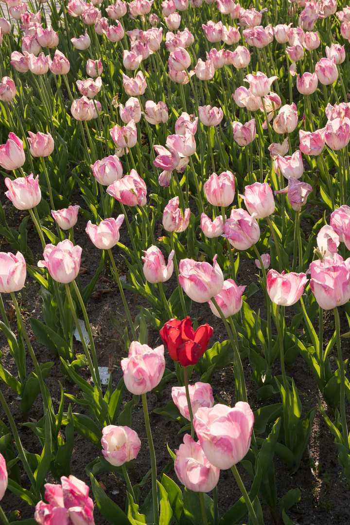 Falsche Farben im Tulpenfeld