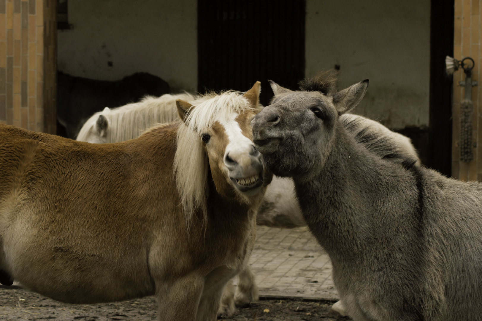 Falsche Freundschaft