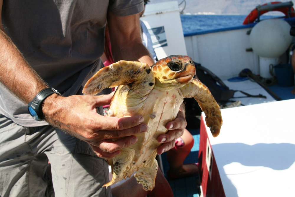 falsche Karettschildkröte vor La Gomera nach Ihrer Rettung