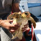 falsche Karettschildkröte vor La Gomera nach Ihrer Rettung