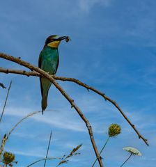 Falsche Nahrung ! Ein Bienenfresser auf Abwegen ?