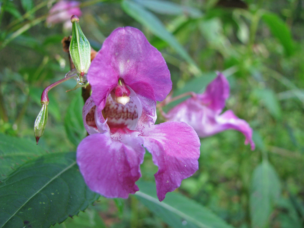 "falsche" orchidee im wald