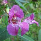 "falsche" orchidee im wald