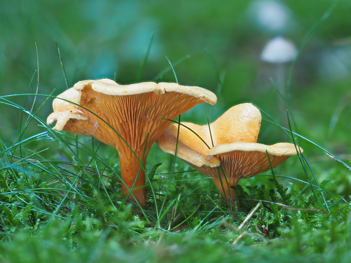 Falsche Pfifferlinge (Hygrophoropsis aurantiaca) Foto &amp; Bild | natur ...