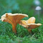 Falsche Pfifferlinge (Hygrophoropsis aurantiaca)