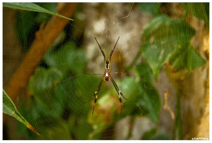 Falsche Seidenspinne