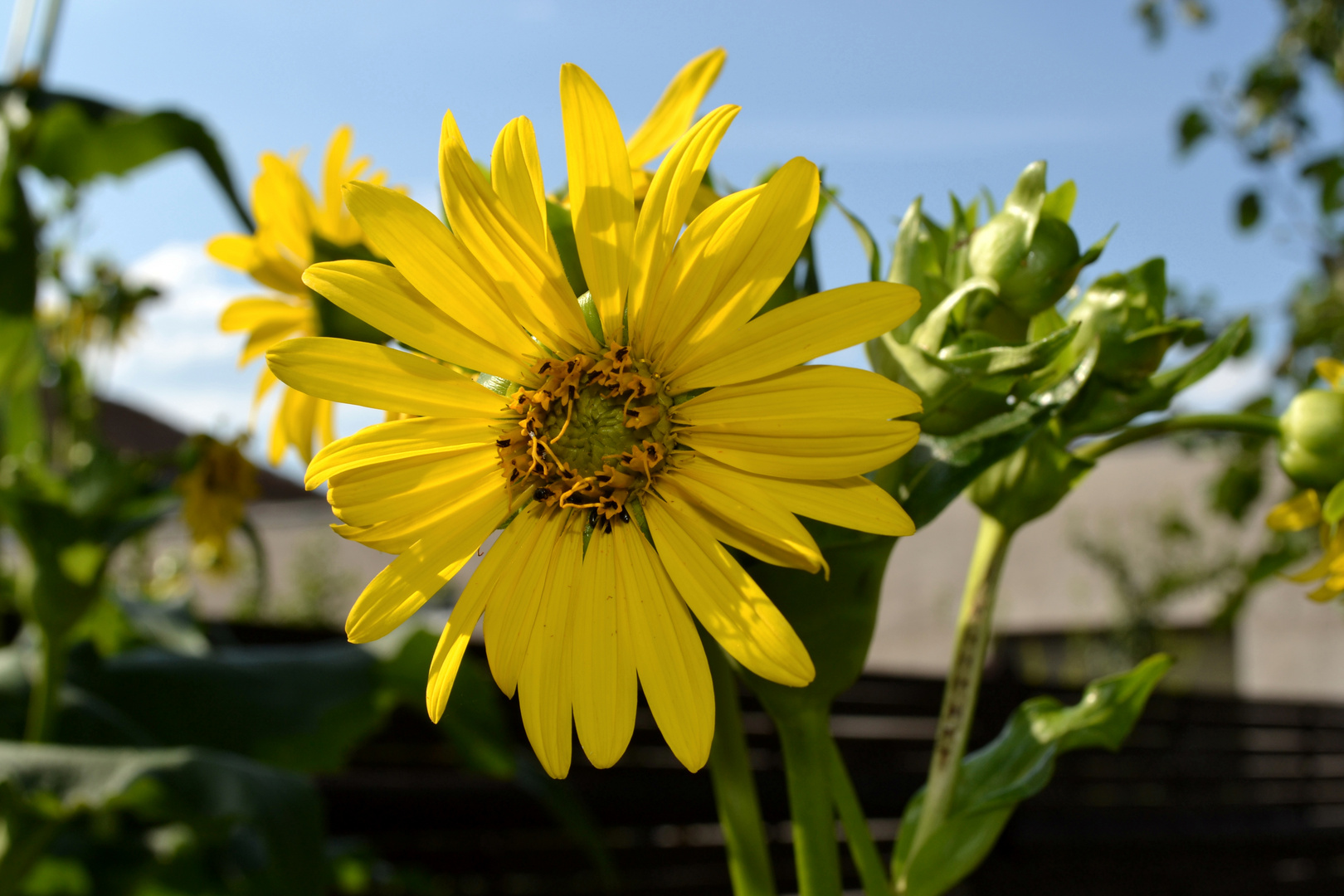 Falsche Sonnenblume