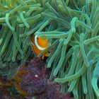 Falscher Clownfisch (Amphiprion ocellaris)