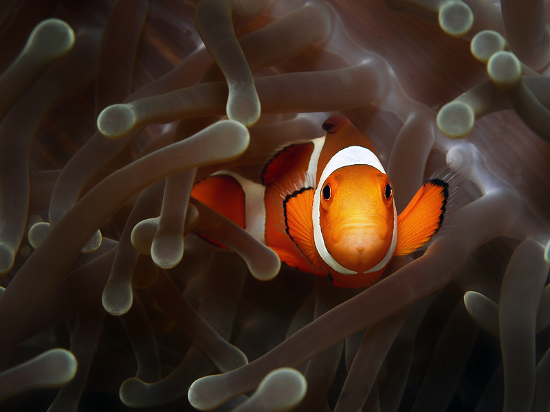 Falscher Clownfisch oder Orangeringel Anemonenfisch