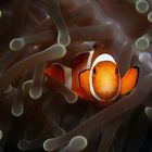 Falscher Clownfisch oder Orangeringel Anemonenfisch