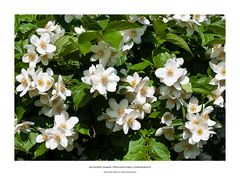 Falscher Jasmin