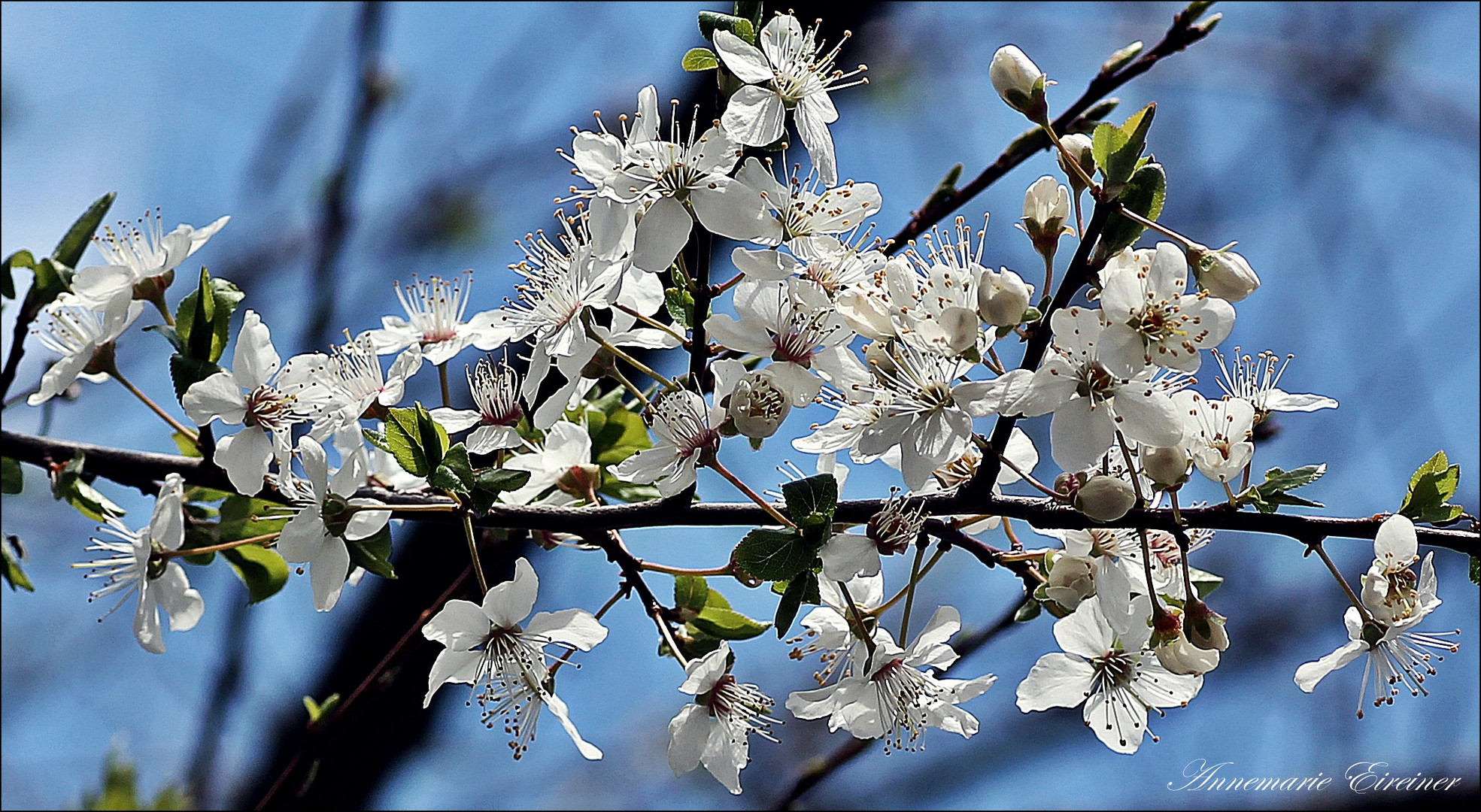 Falscher Jasmin??