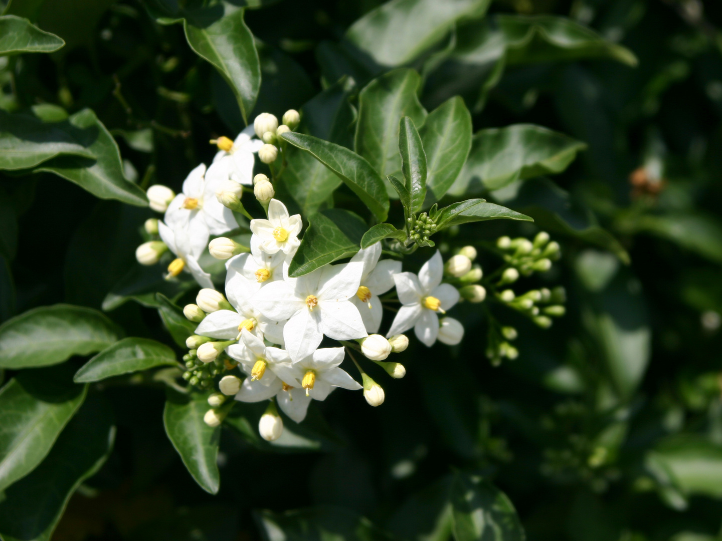 Falscher Jasmin