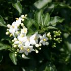 Falscher Jasmin