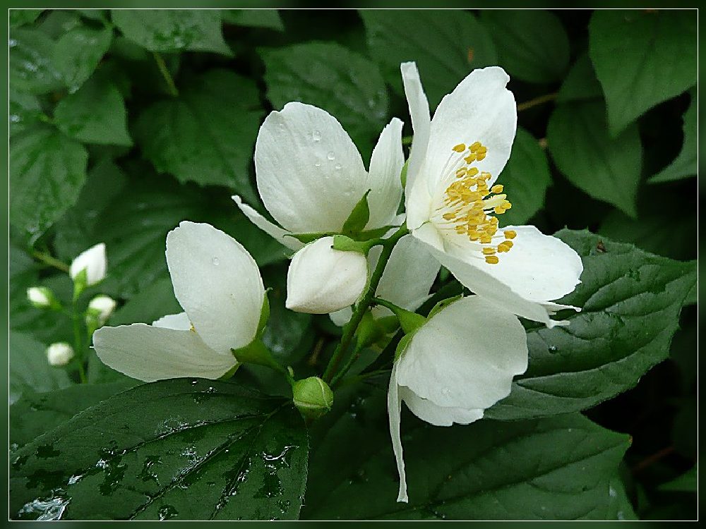 Falscher Jasmin