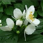 Falscher Jasmin