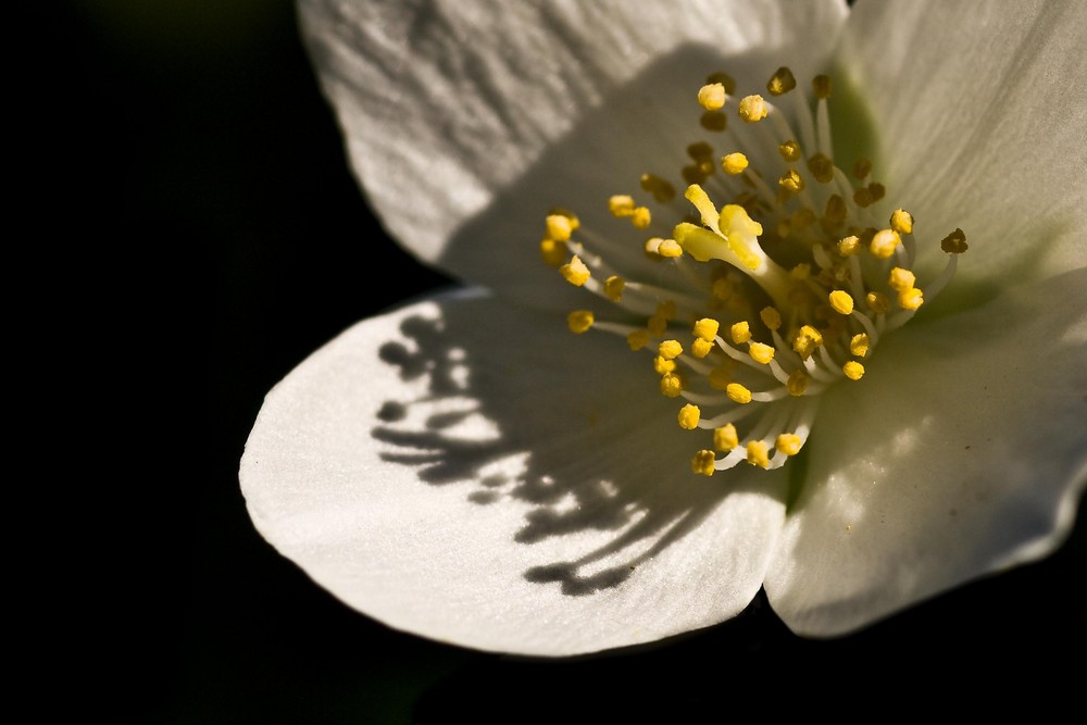 Falscher Jasmin