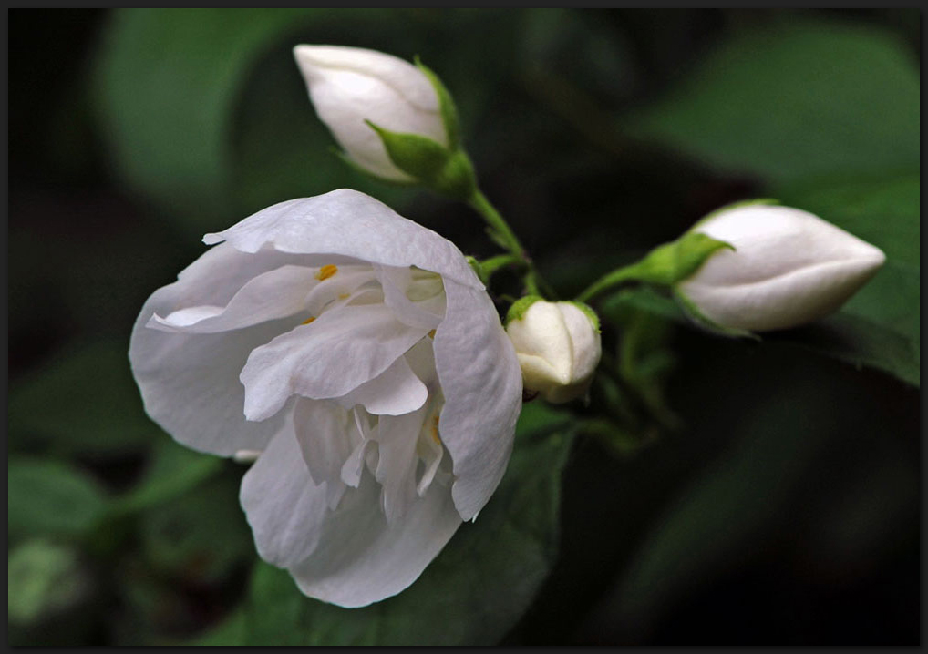 Falscher Jasmin