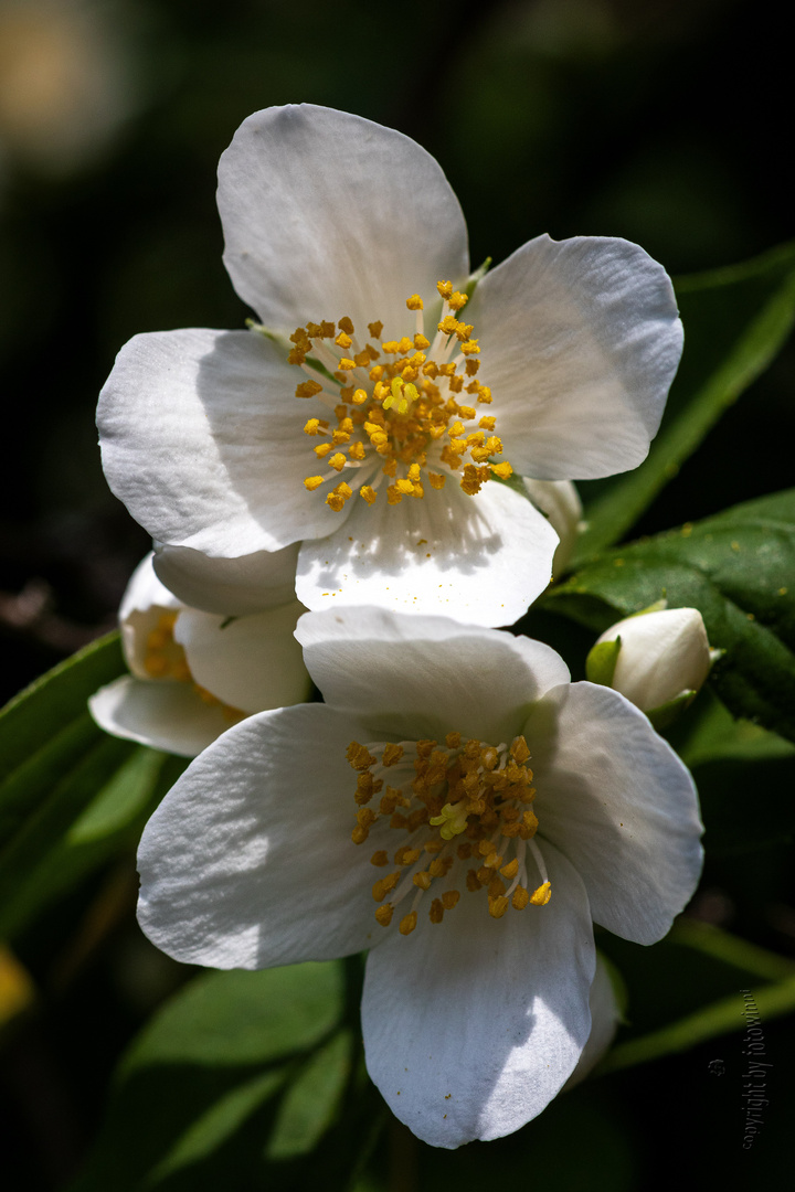 falscher Jasmin