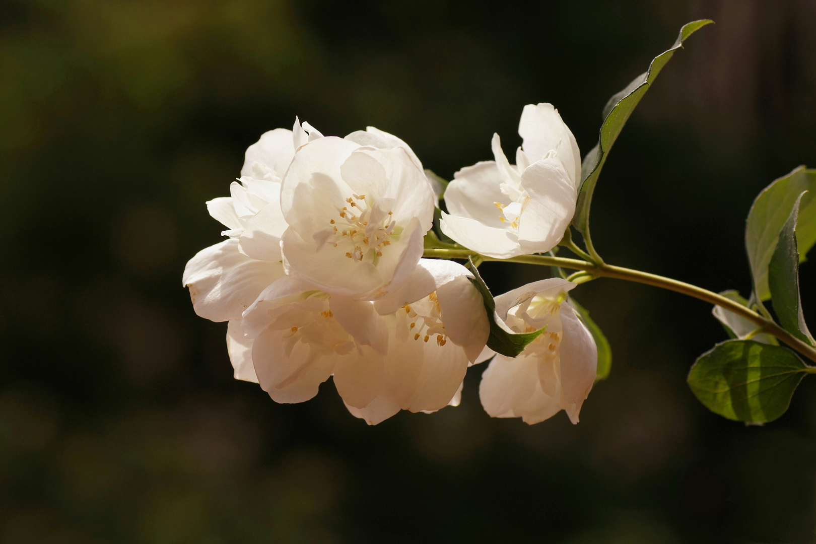 Falscher Jasmin