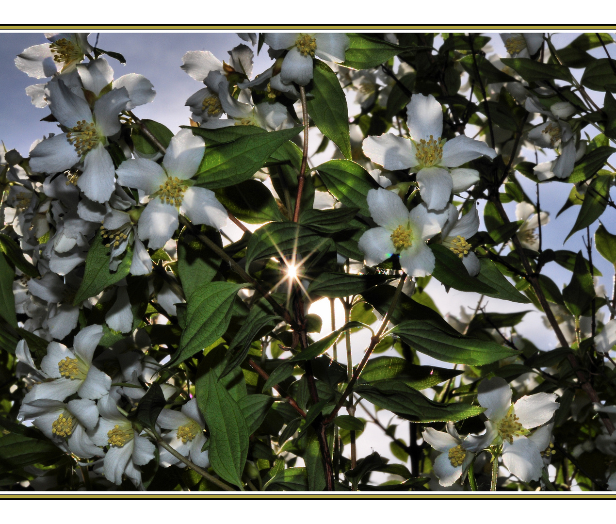 Falscher JasminStrauch..... Foto & Bild pflanzen, pilze & flechten