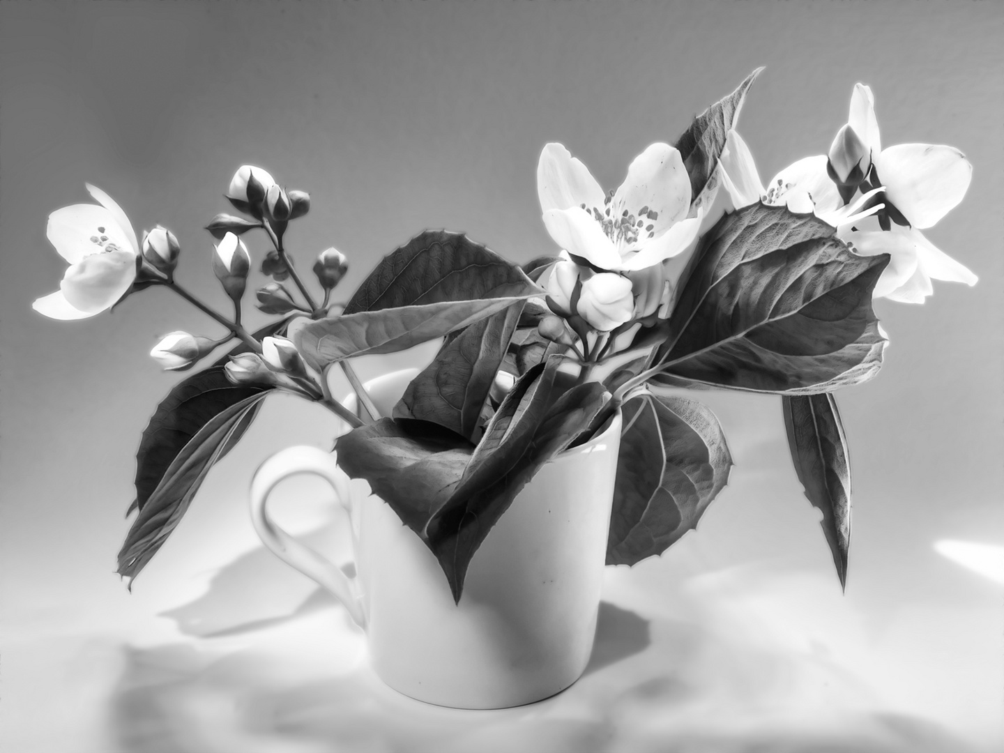 falscher-jasmin-sw Foto &amp; Bild | pflanzen, pilze &amp; flechten, blüten ...