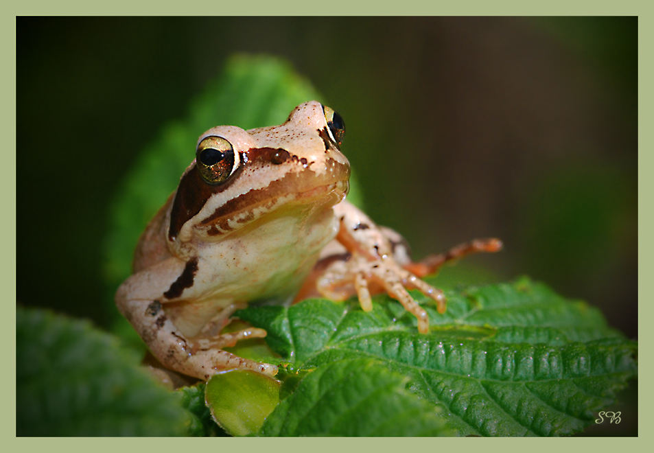 Falscher Laub-Frosch