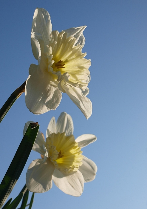 Falscher Narzissus