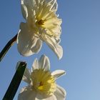 Falscher Narzissus