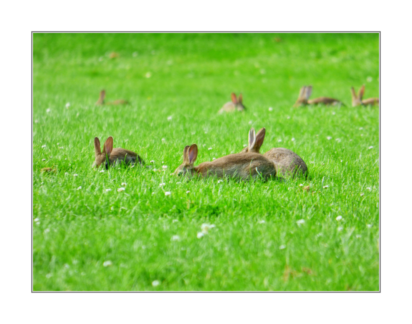 Falscher Osterhase...