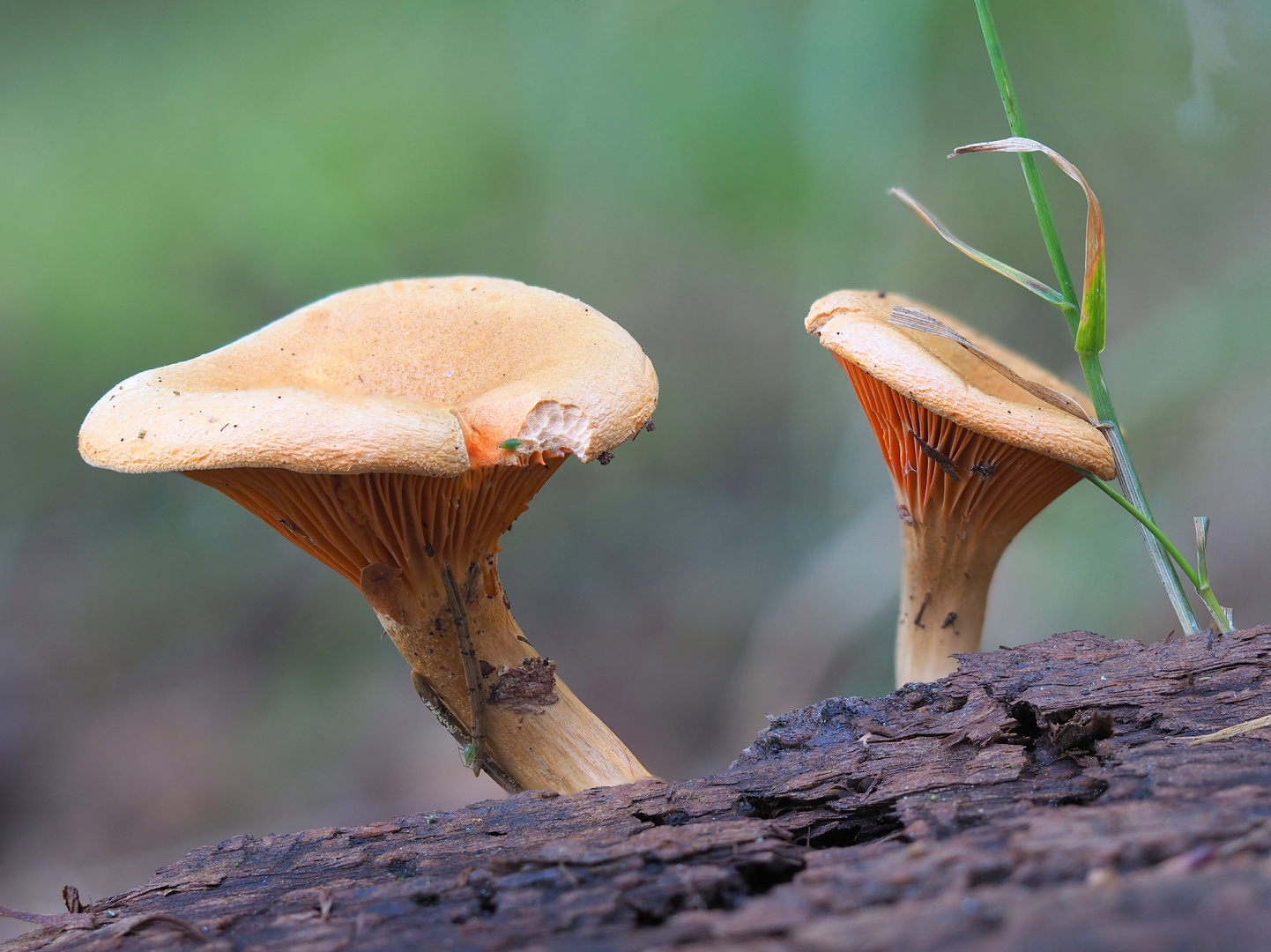 Falscher Pfifferling (Hygrophoropsis aurantiaca)