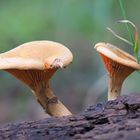 Falscher Pfifferling (Hygrophoropsis aurantiaca)